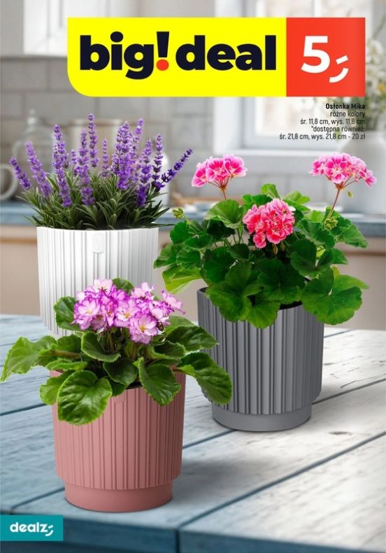Gazetka Dealz 13.02.2025 - 30.06.2025