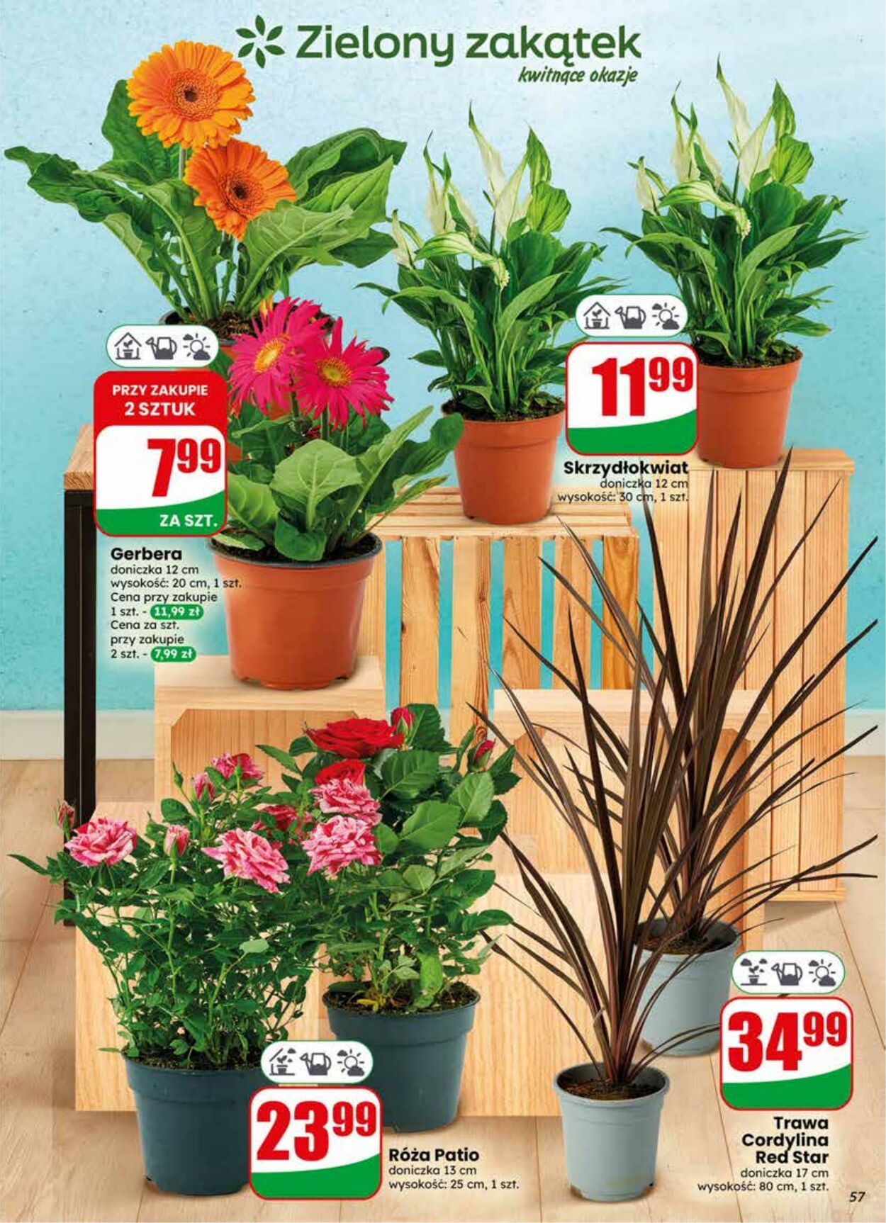 Gazetka DINO 17.06.2026 - 23.06.2026